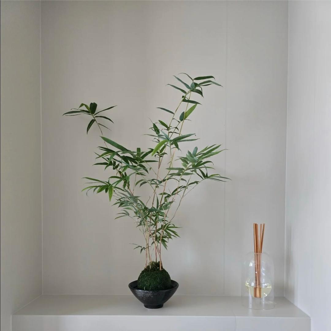 绿屿间花卉