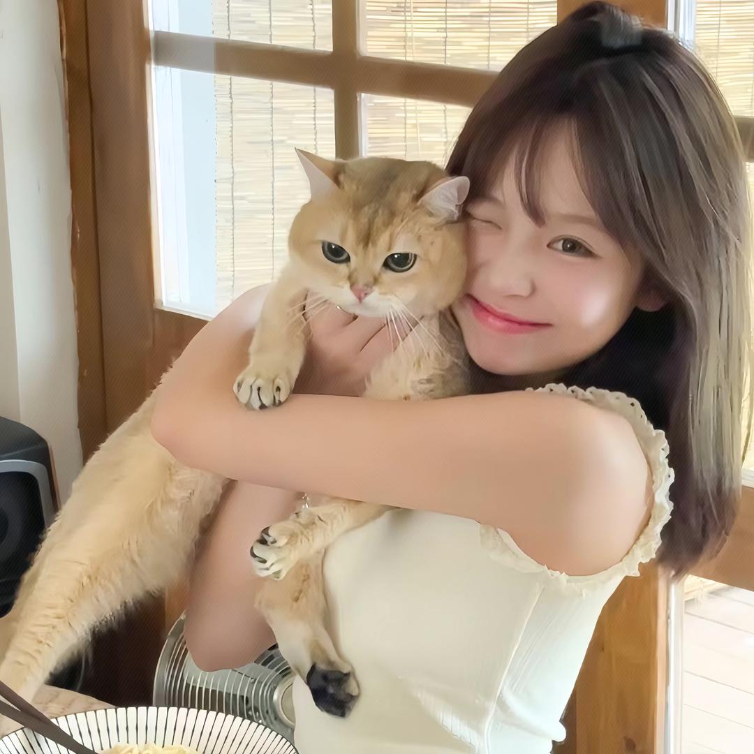 猫島 🐾