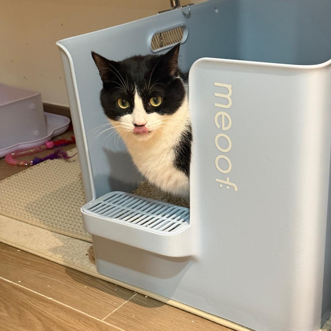 招菜猫