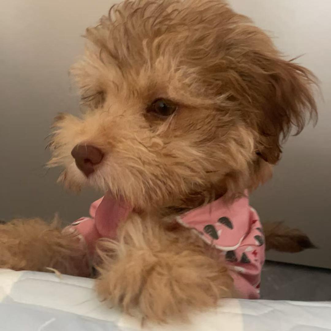 豆小七🐶