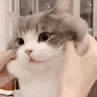 毛毛虫变不成小福蝶