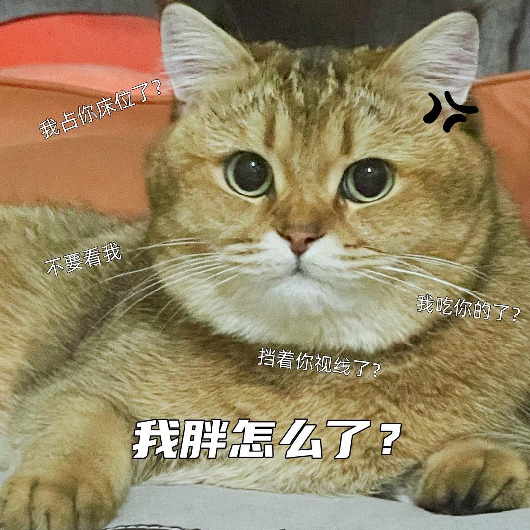 胖虎