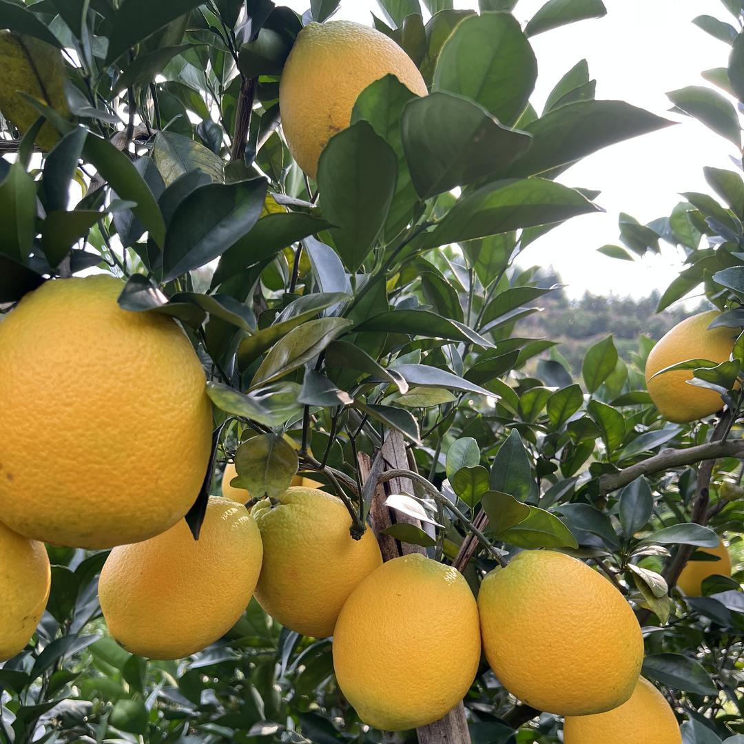 赣南信丰脐橙小妹-韫振