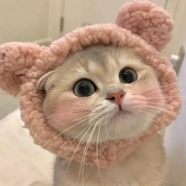 喵仔宠物用品店