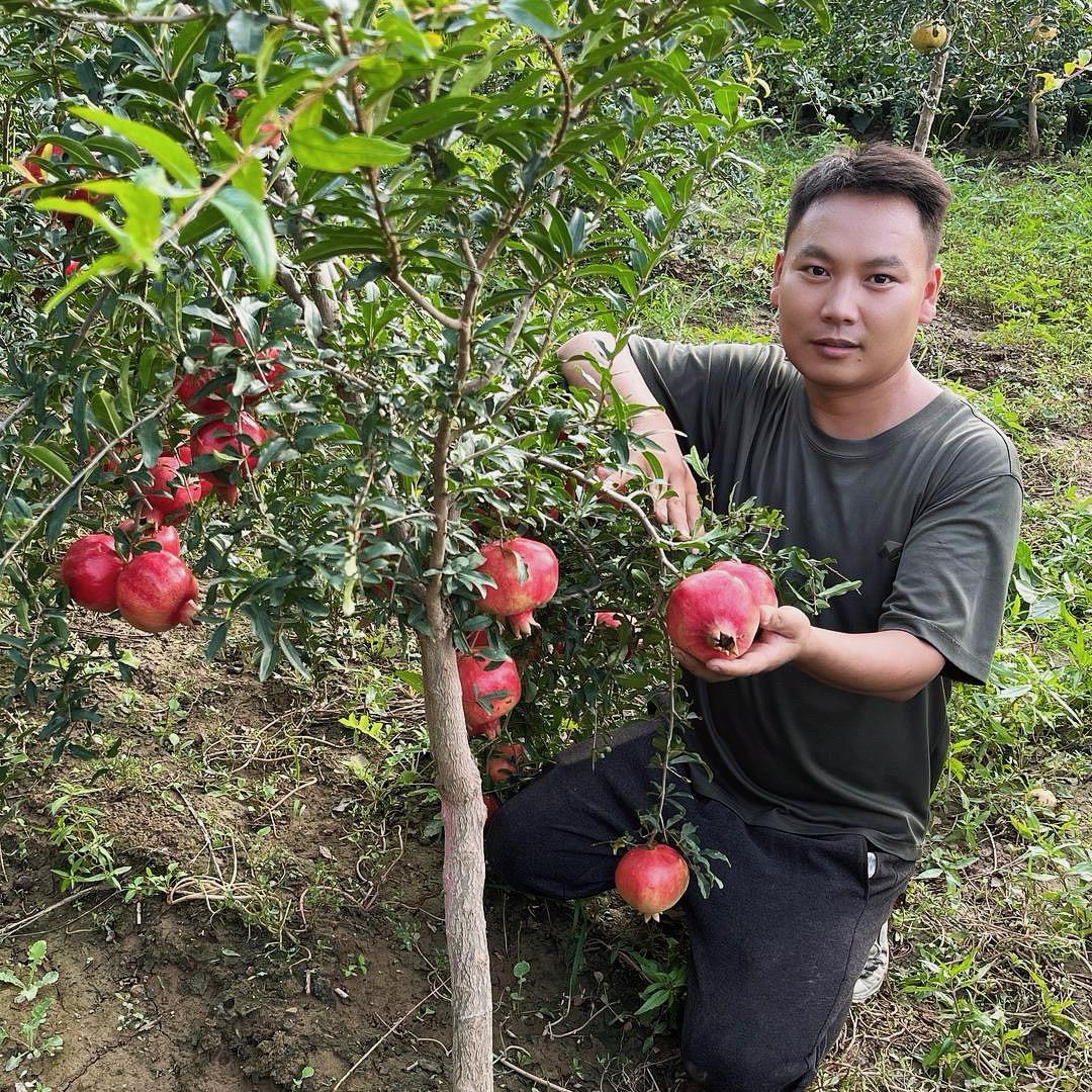喜来石榴「品种严选」