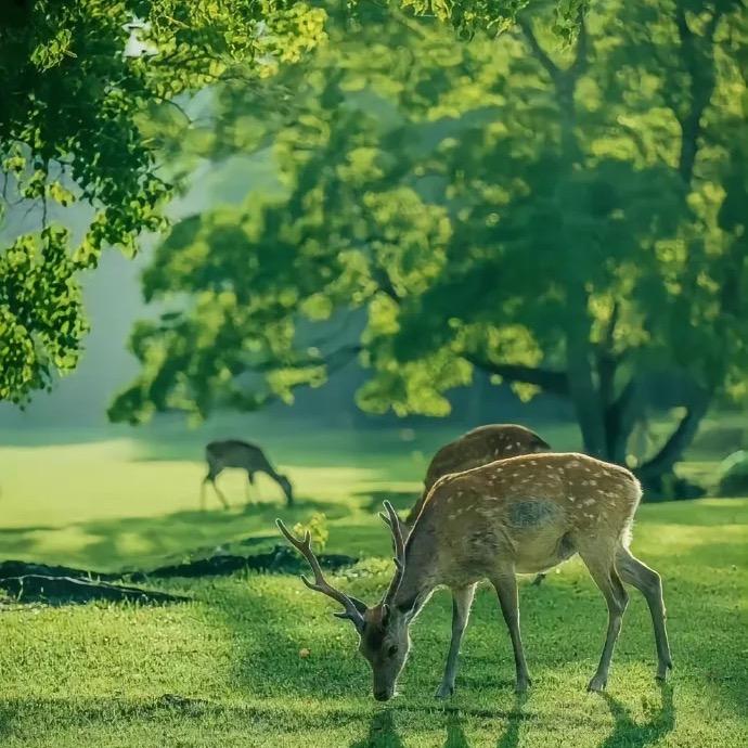 奇彧老谷子营养食品专卖店