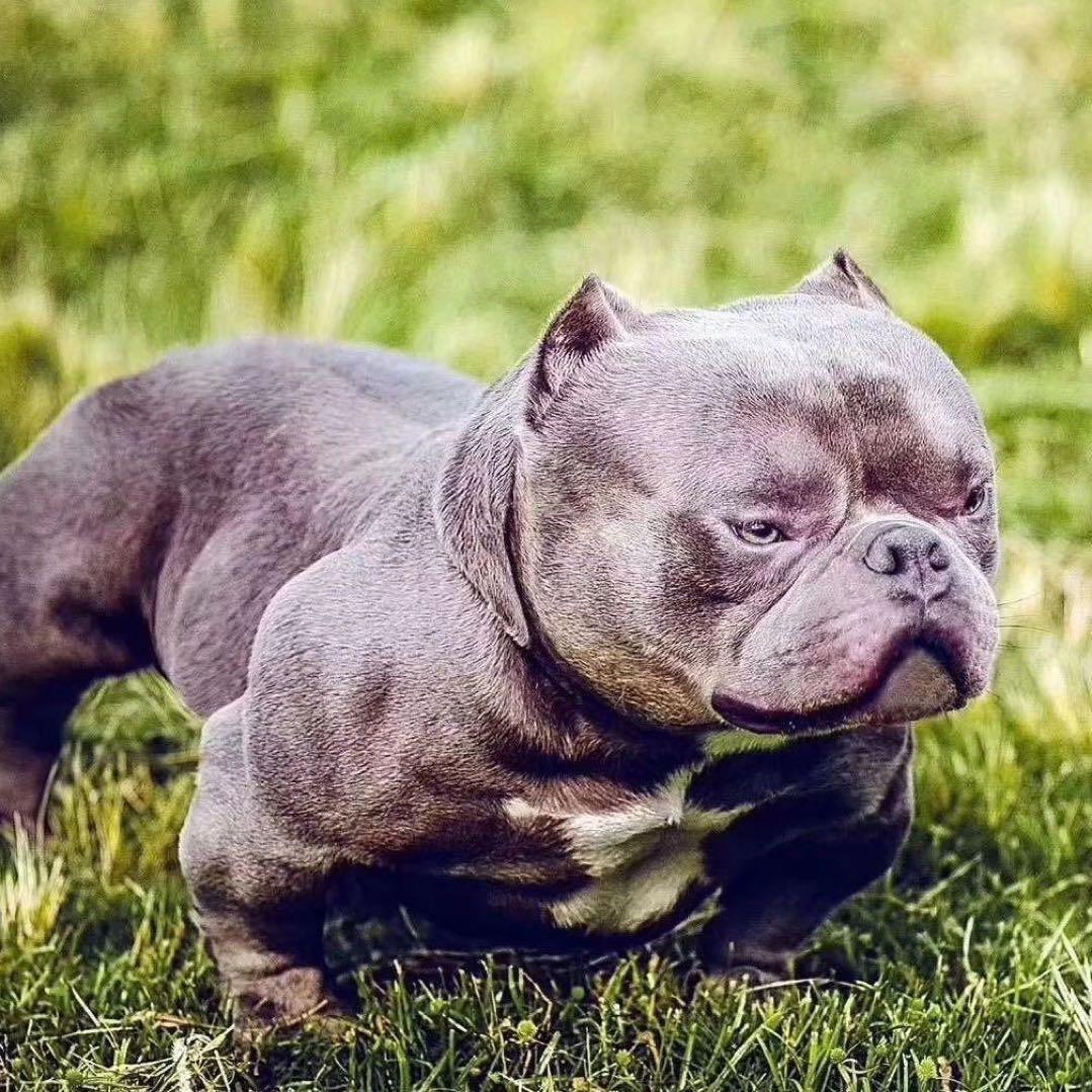 西安恶霸犬3