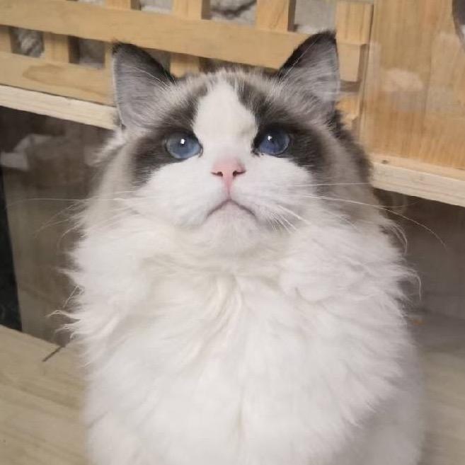深圳萌猫零售批发