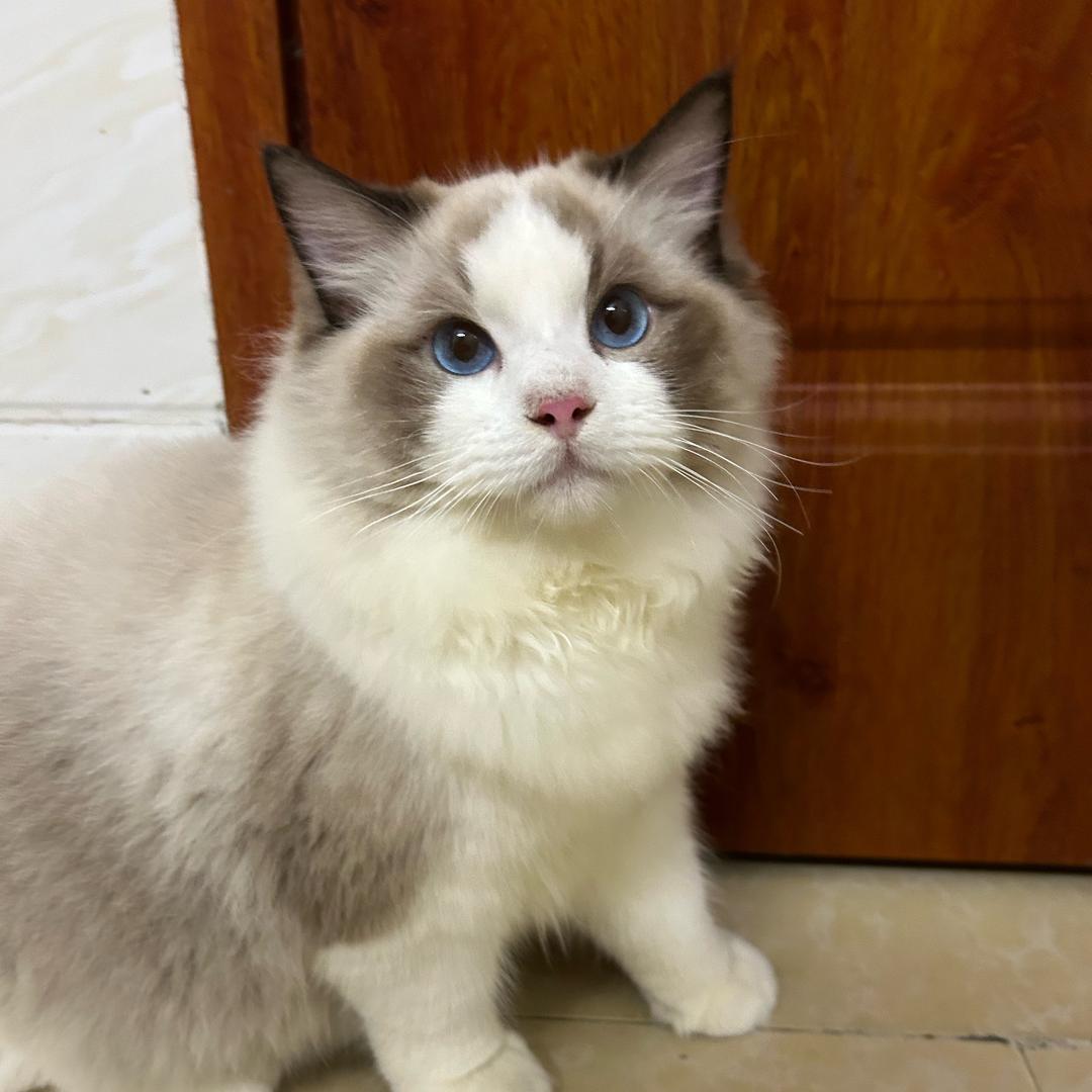 家里两只没烦恼