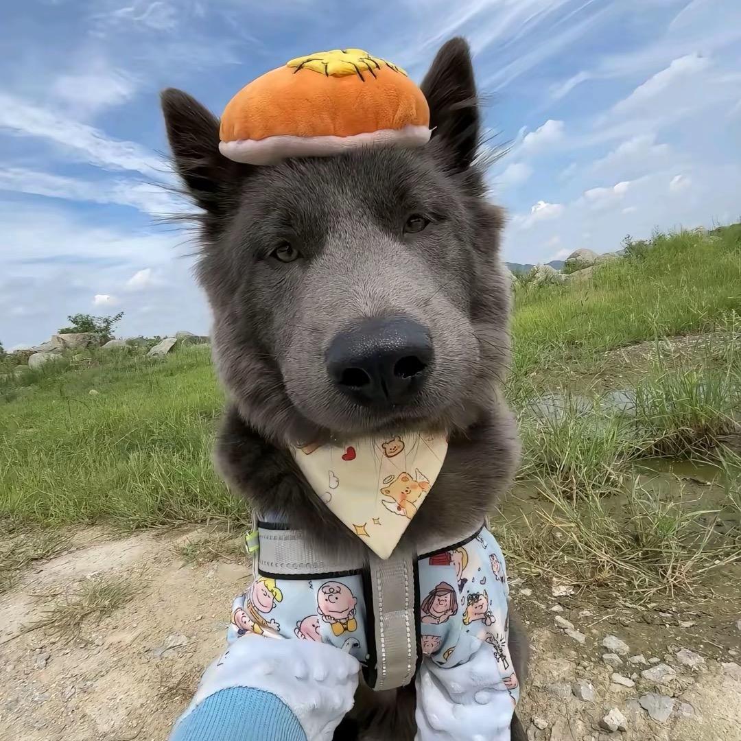 🍎🍌🍐🍉🍒🍊🍓🍇🥥🫐