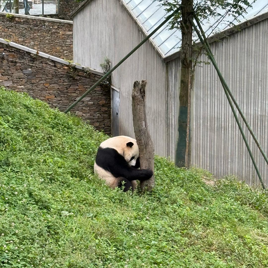 扶老太太闯红灯