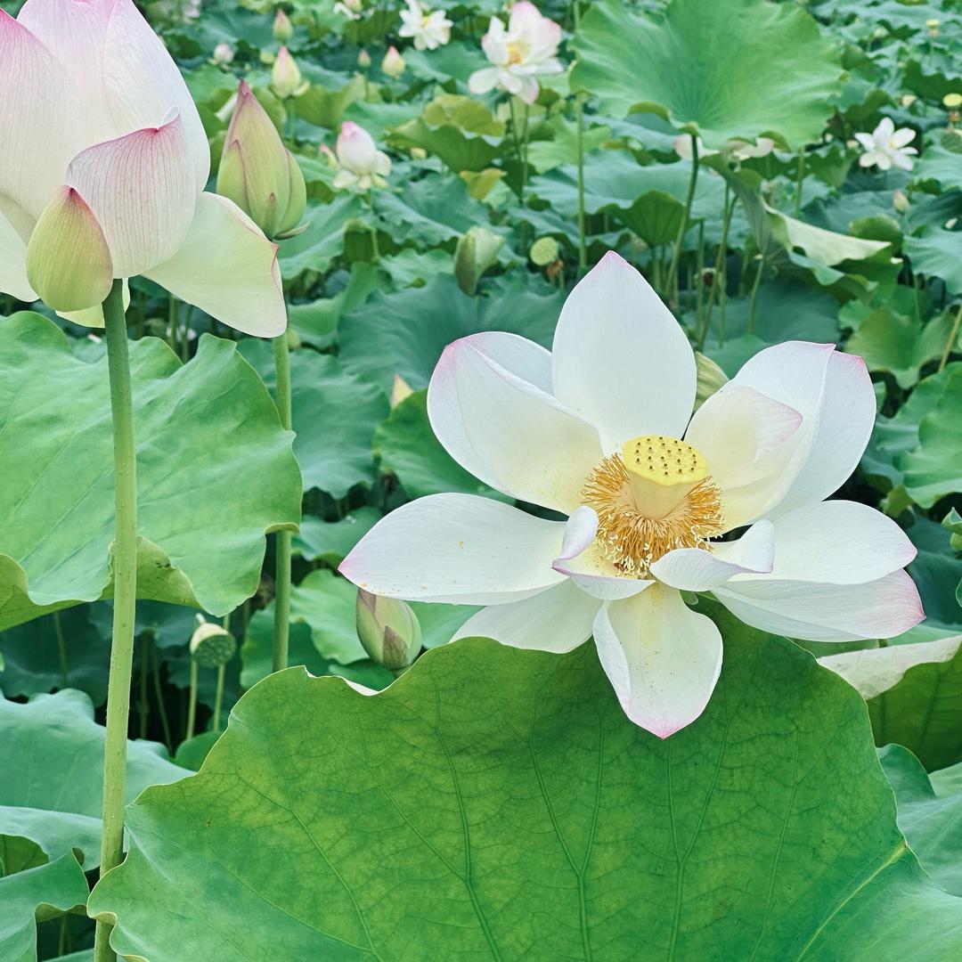 好运莲莲       🪷