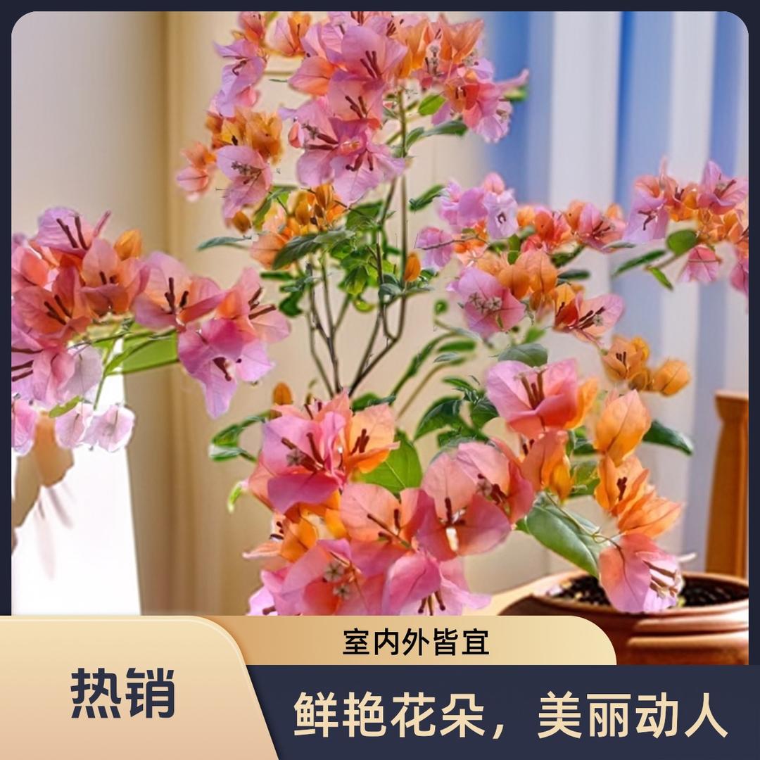 玖肆三角梅园