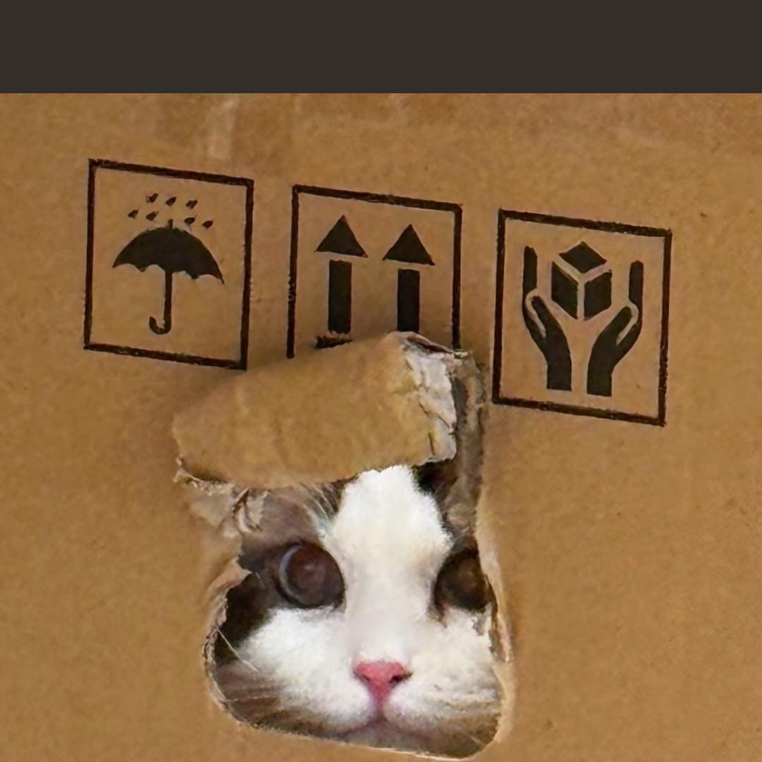鱼小天才
