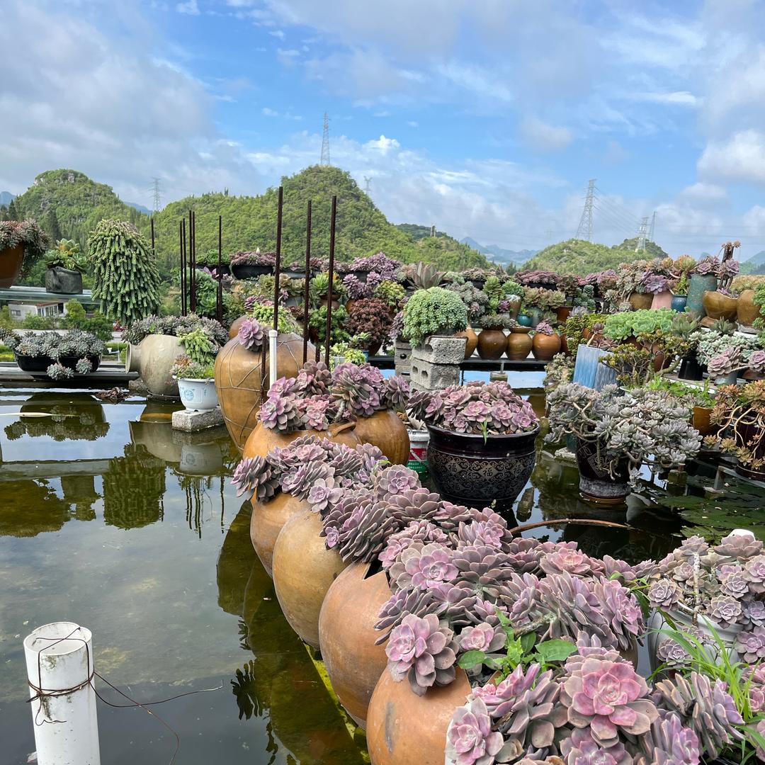 小丽姐花园