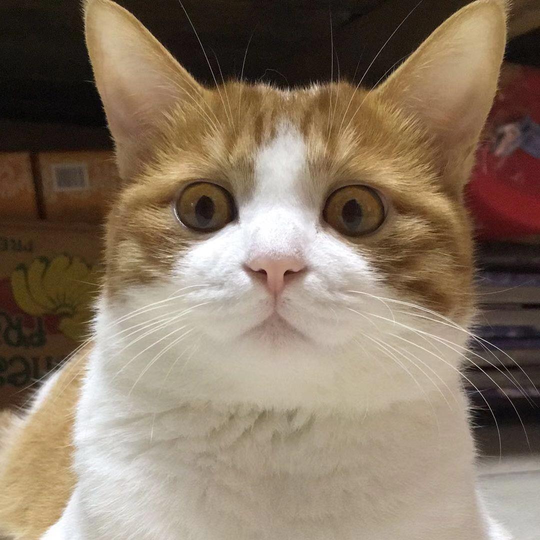 刘与