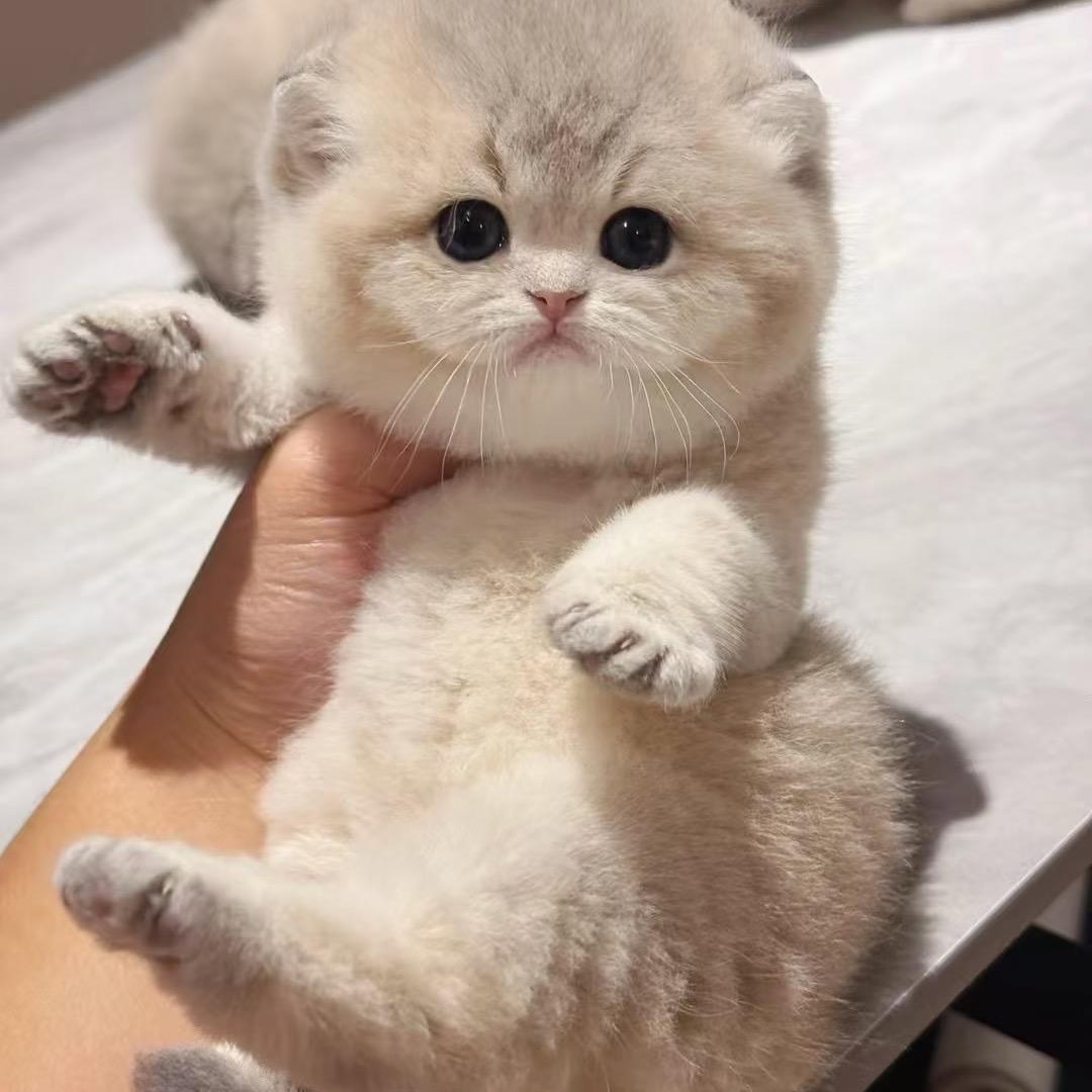 喵猫超人（领养版）