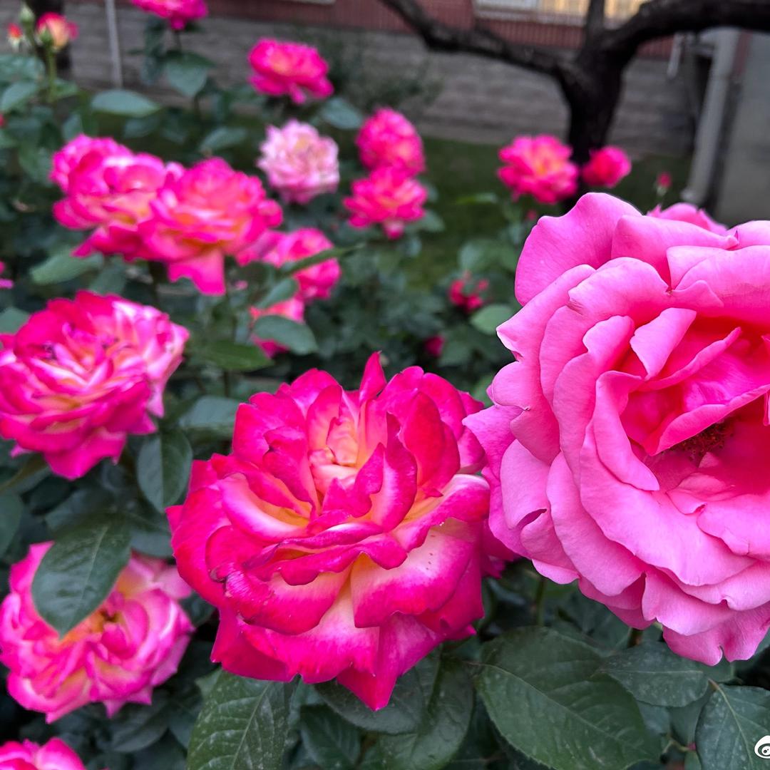 🌺花开富贵🌺