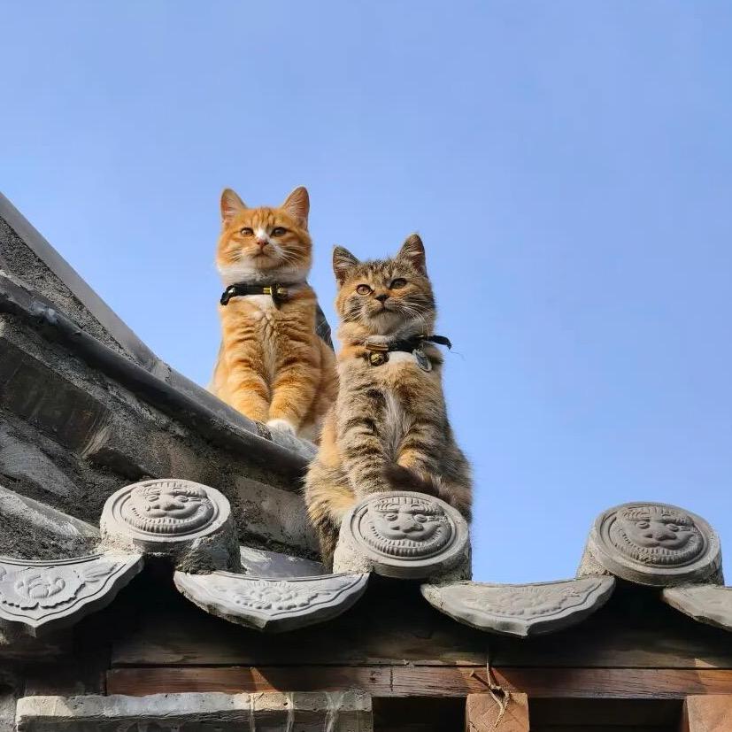 哈基米🐱