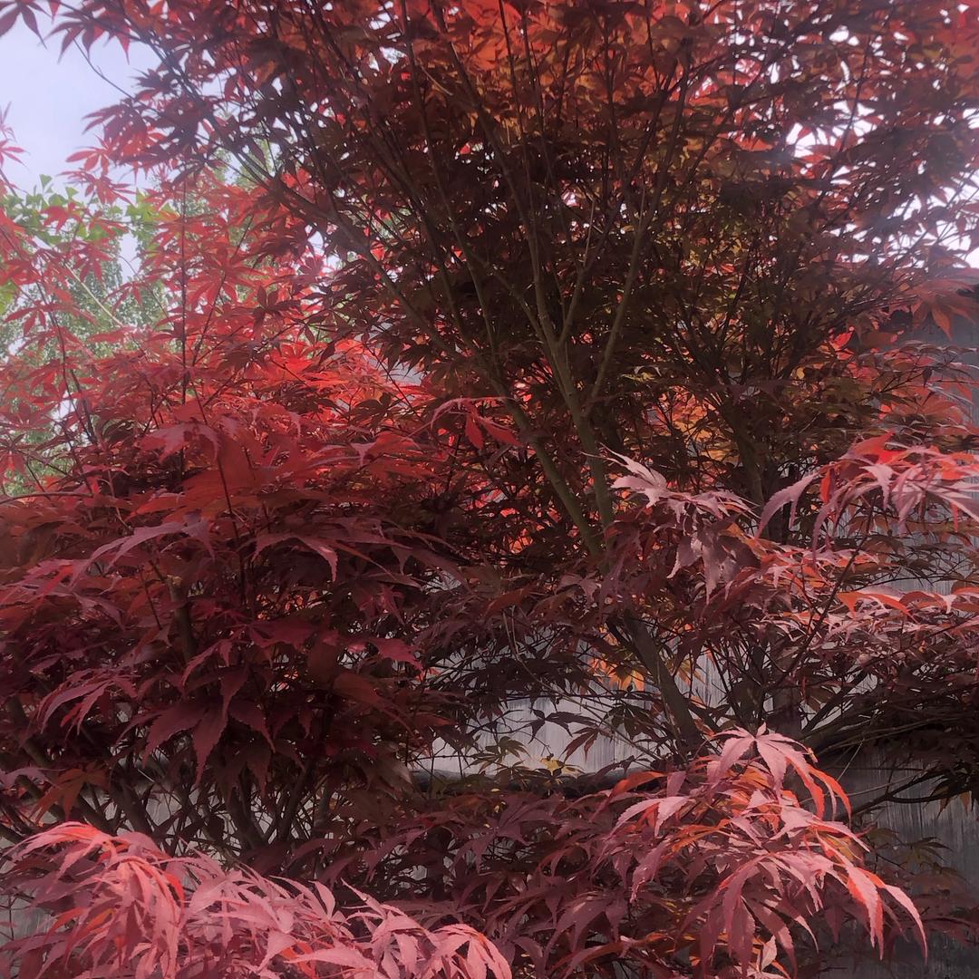岁月静好1