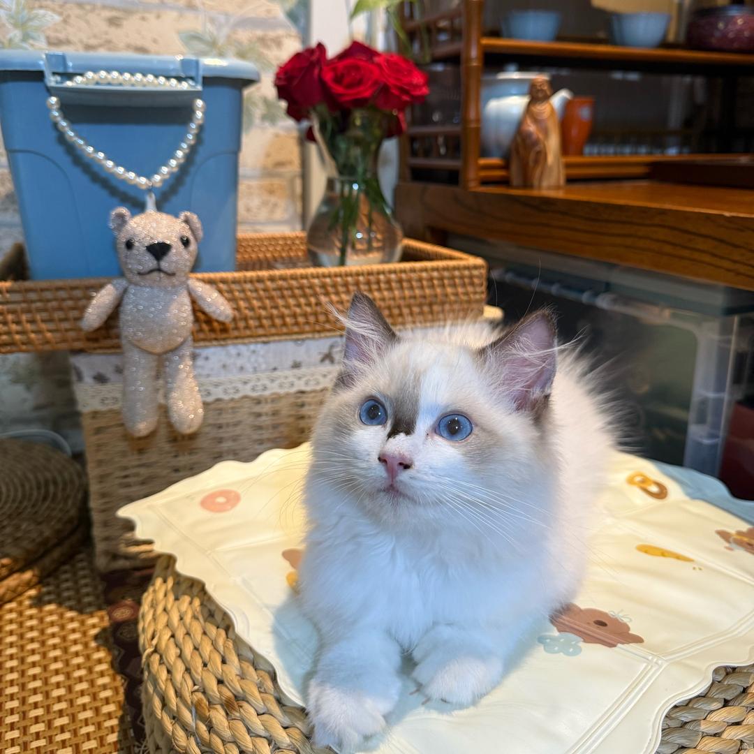 梅子酱宠物食品甄选