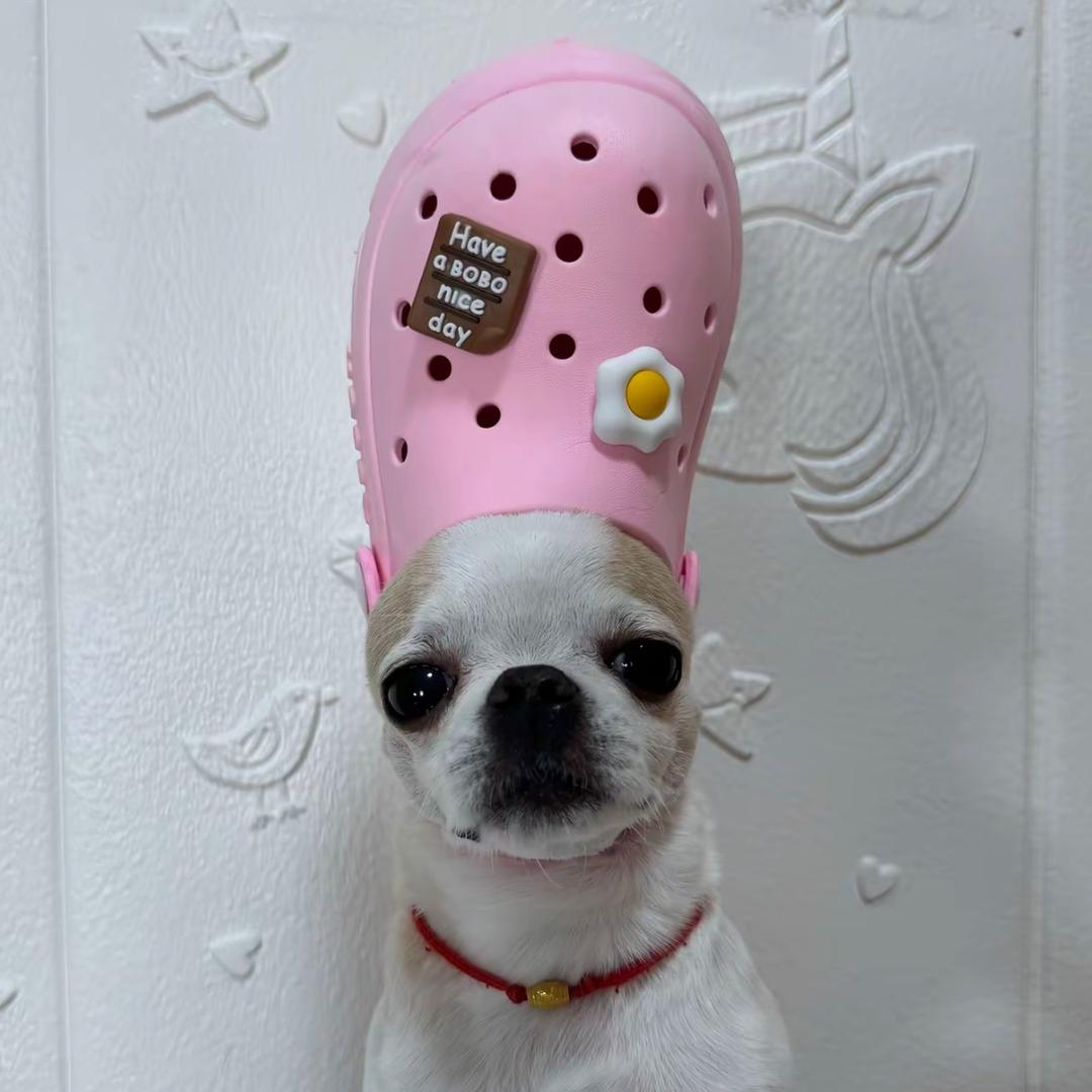 狗一条