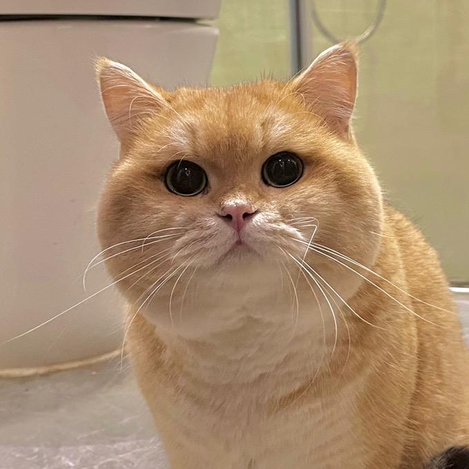 金元宝🐱