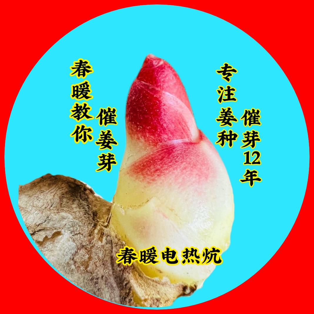 春暖教你催姜芽 生姜催芽设备