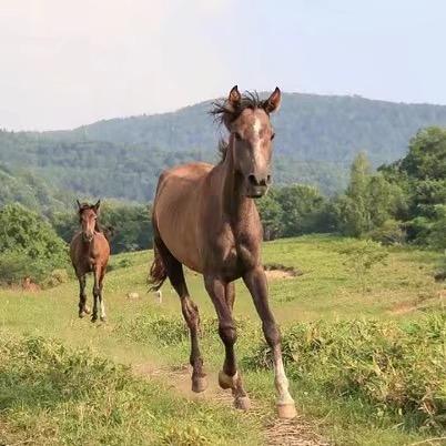 上和环保机械设备