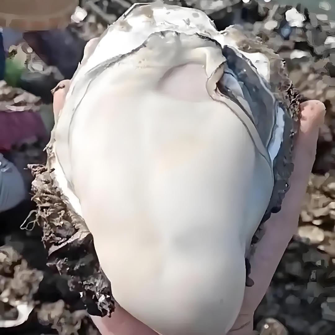 蚝不简单(烤生蚝)