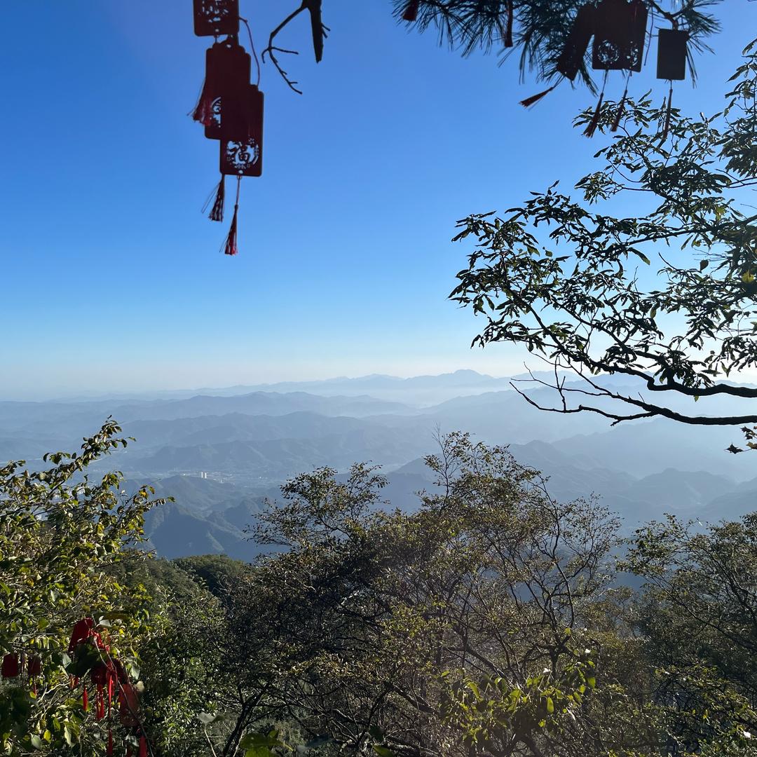 花茶