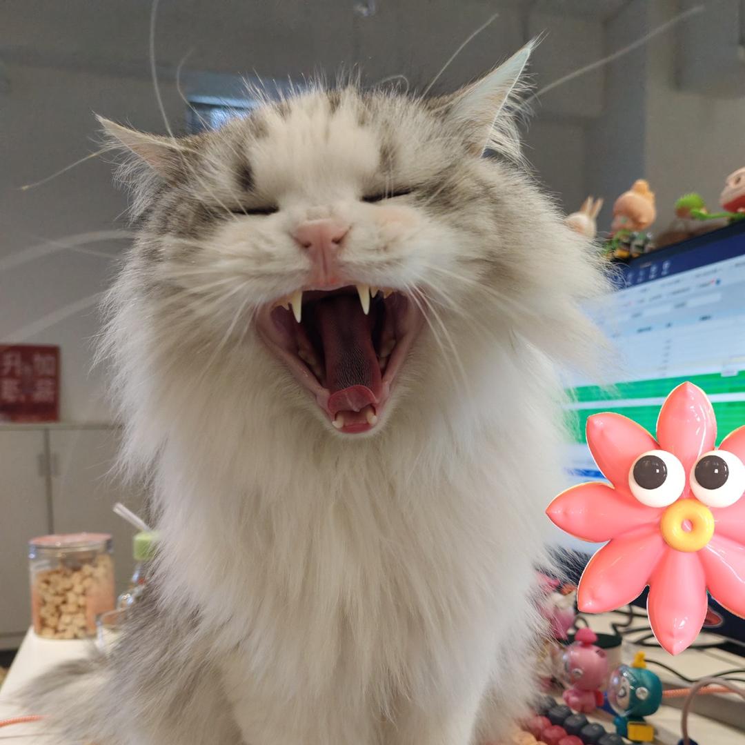 大仙子猫零食专柜