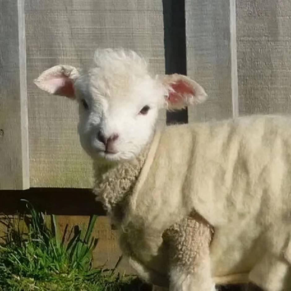 帅🐏