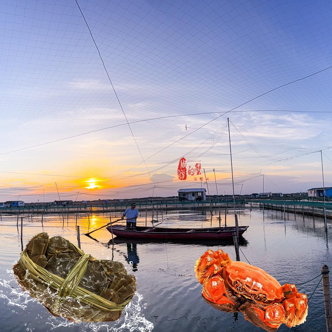 蟹农周斌阳澄湖大闸蟹