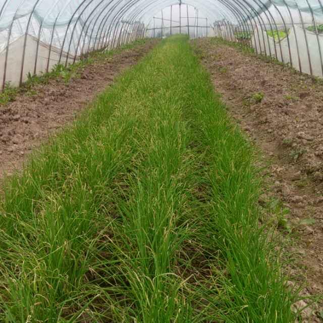 秀花专业种菜