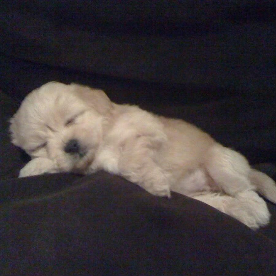 zzZ