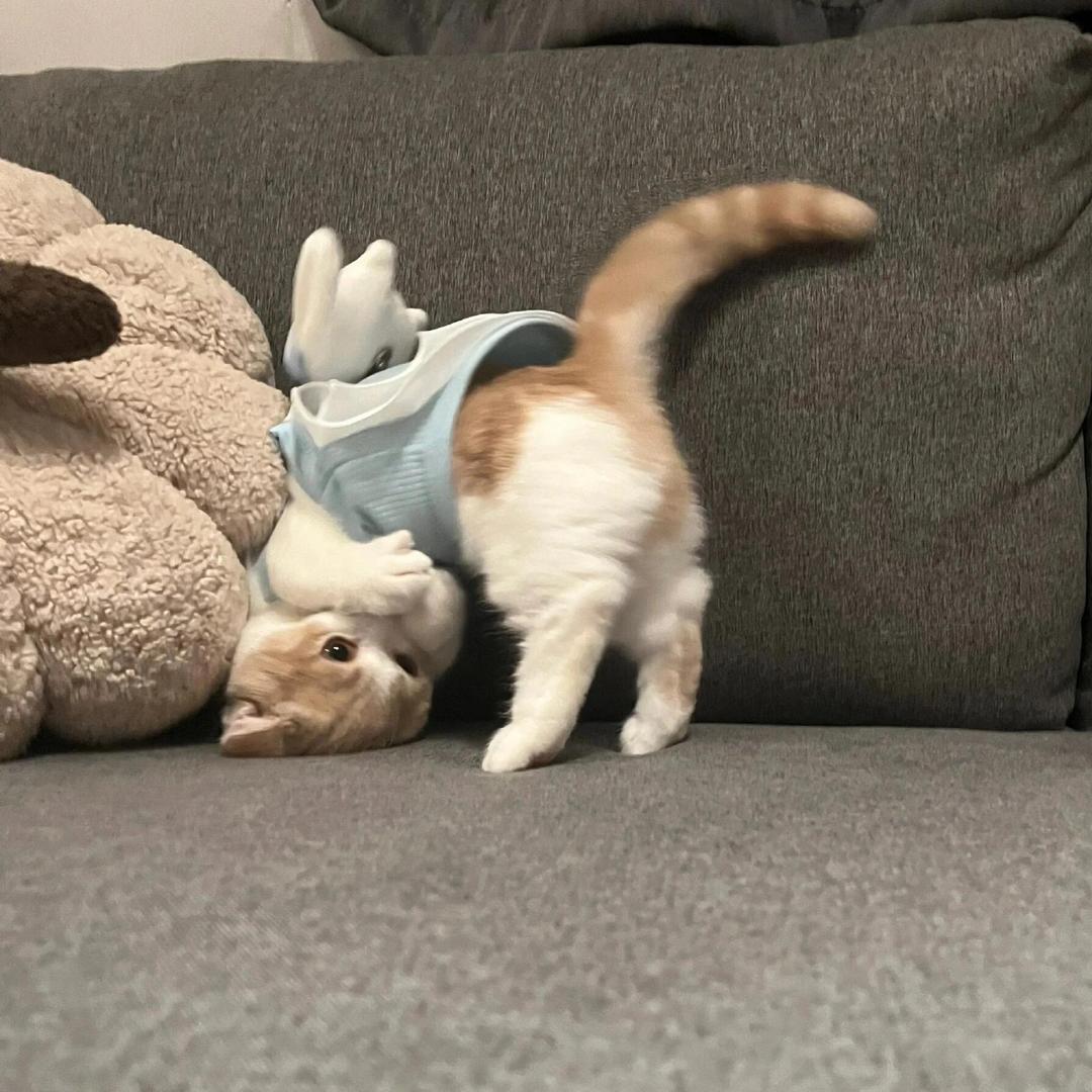 我在睡觉💤
