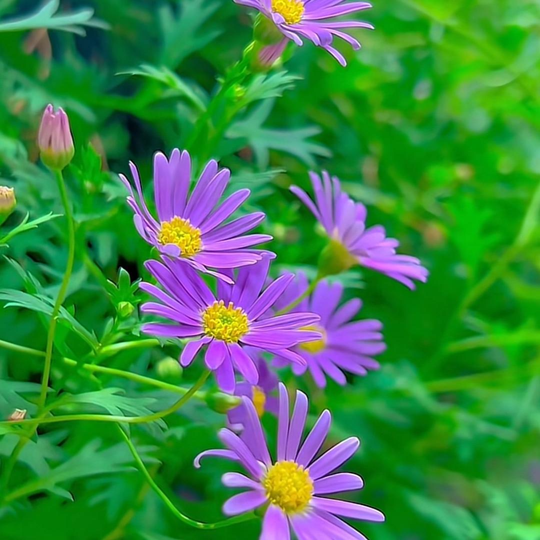 草莓、🌸