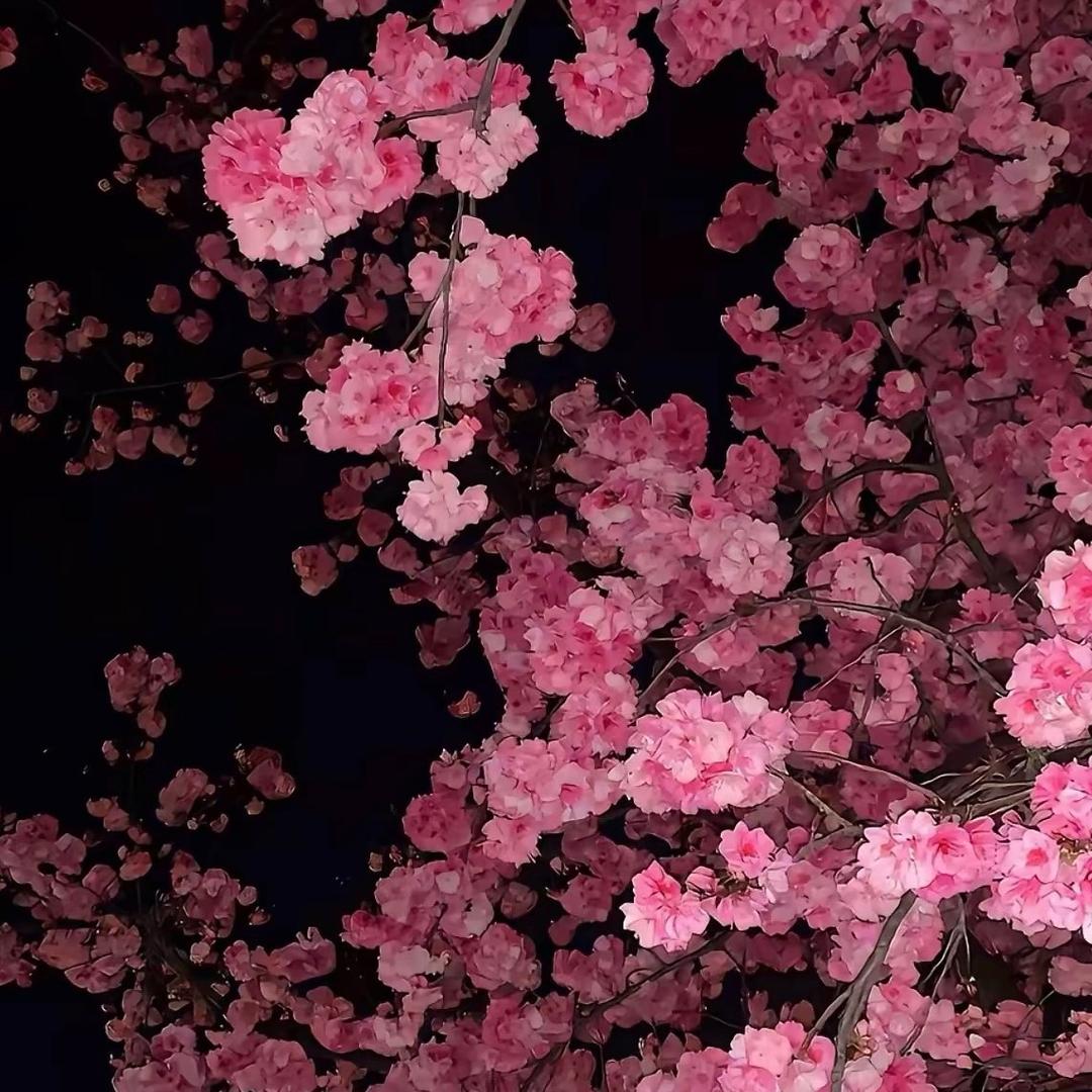 轻轻小可爱
