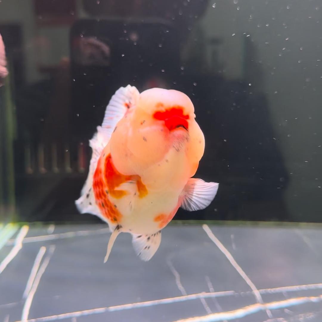 胖鱼也吃三文鱼🍣