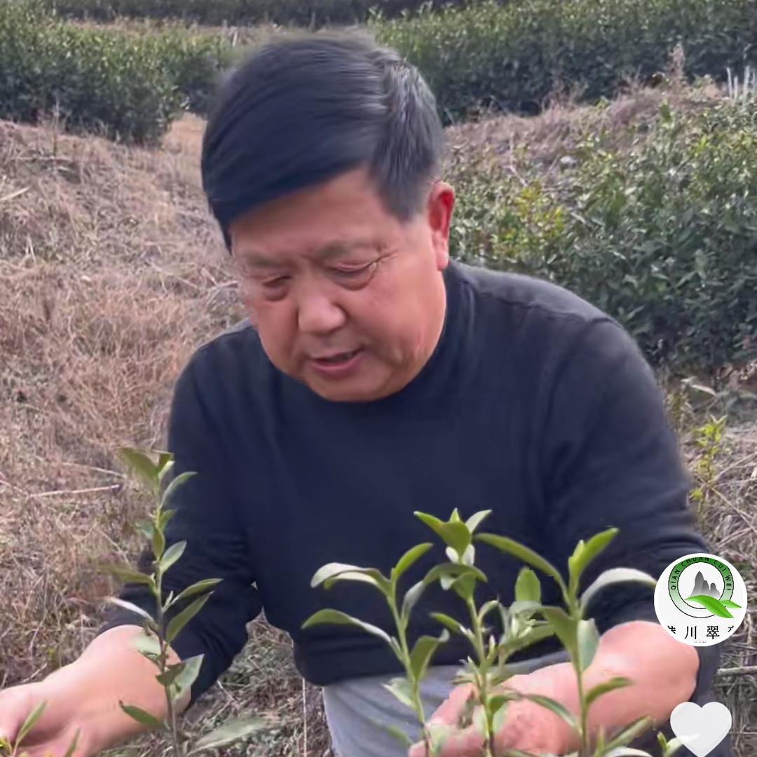 庐江潜川翠薇茶厂