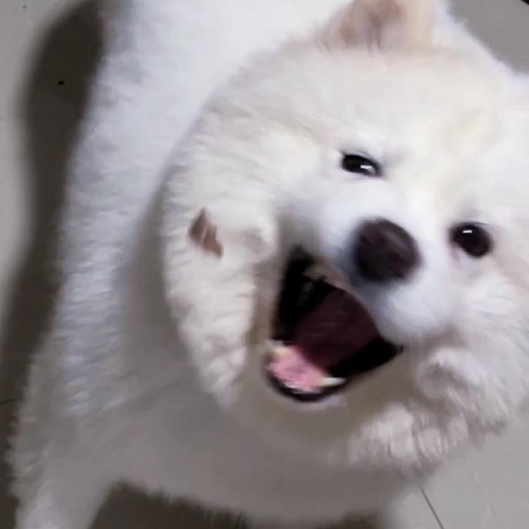 66大聪明