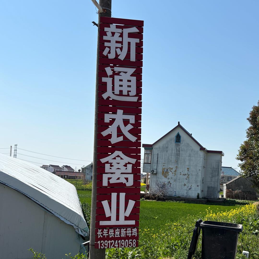 绿壳蛋鸡，五黑鸡，绿壳鸡蛋