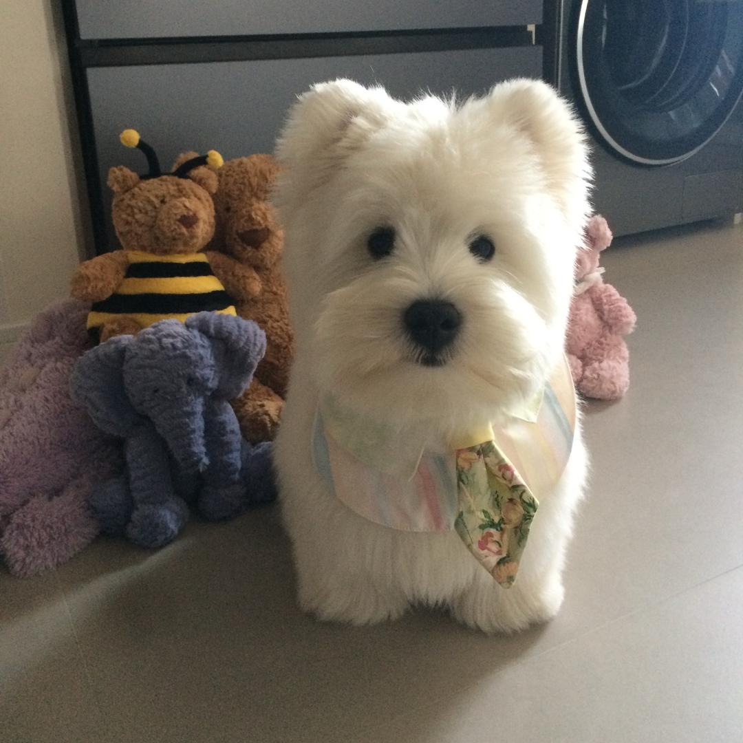 是嘎嘎大王哦