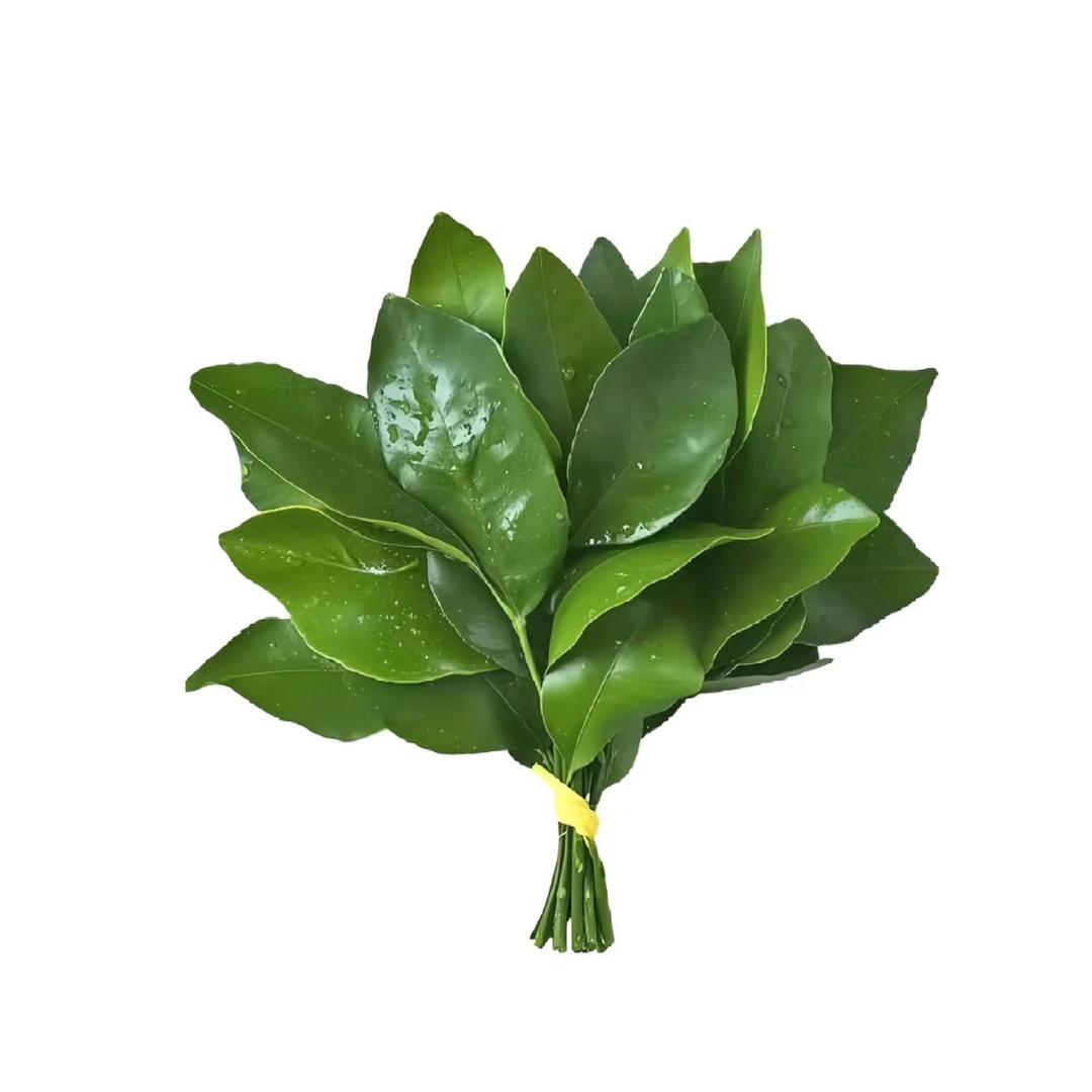 小岛OxO
