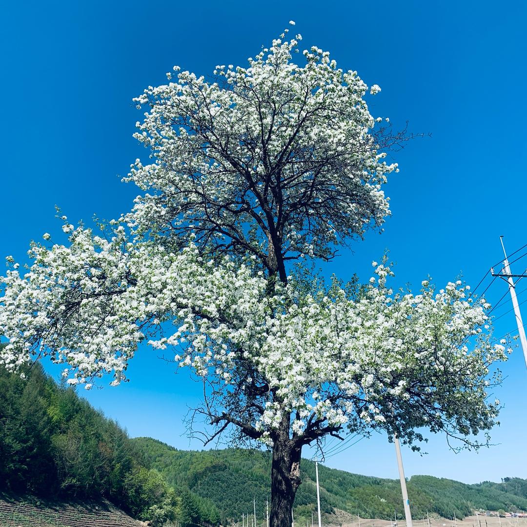 雪花
