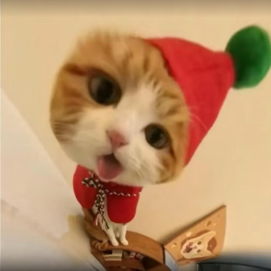 🐾