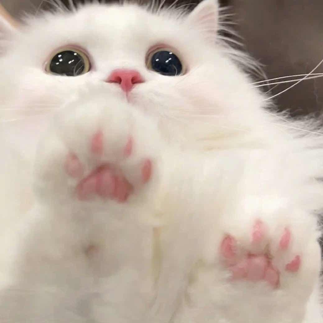 09的喵💗头像