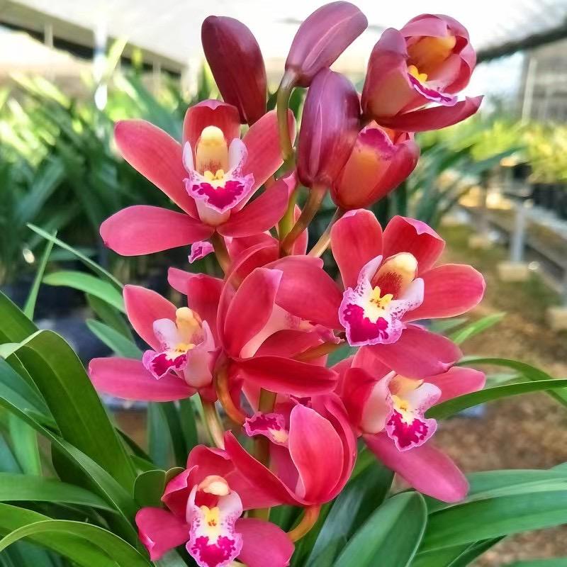 统一花汇