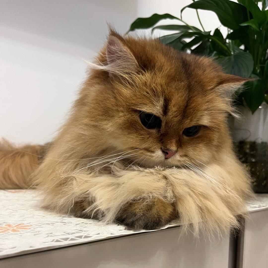 法宝是只脏脏包